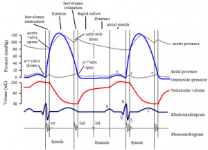 Cardiac Cycle
